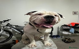 Alapaha Blue Blood Bulldog dogs for sale: Alpha bulldog - Image 2