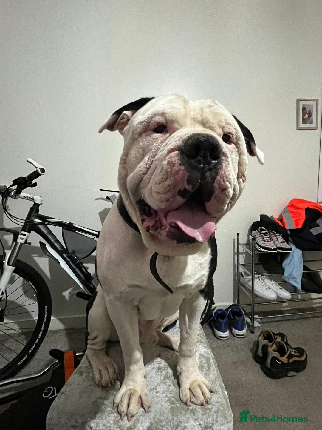 Alapaha Blue Blood Bulldog dogs for sale: Alpha bulldog - Image 2