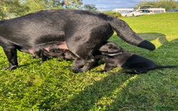 Labrador Retriever dogs for sale: KC Reg Pups, Excellent Pedigree, Ready This Week - Image 7