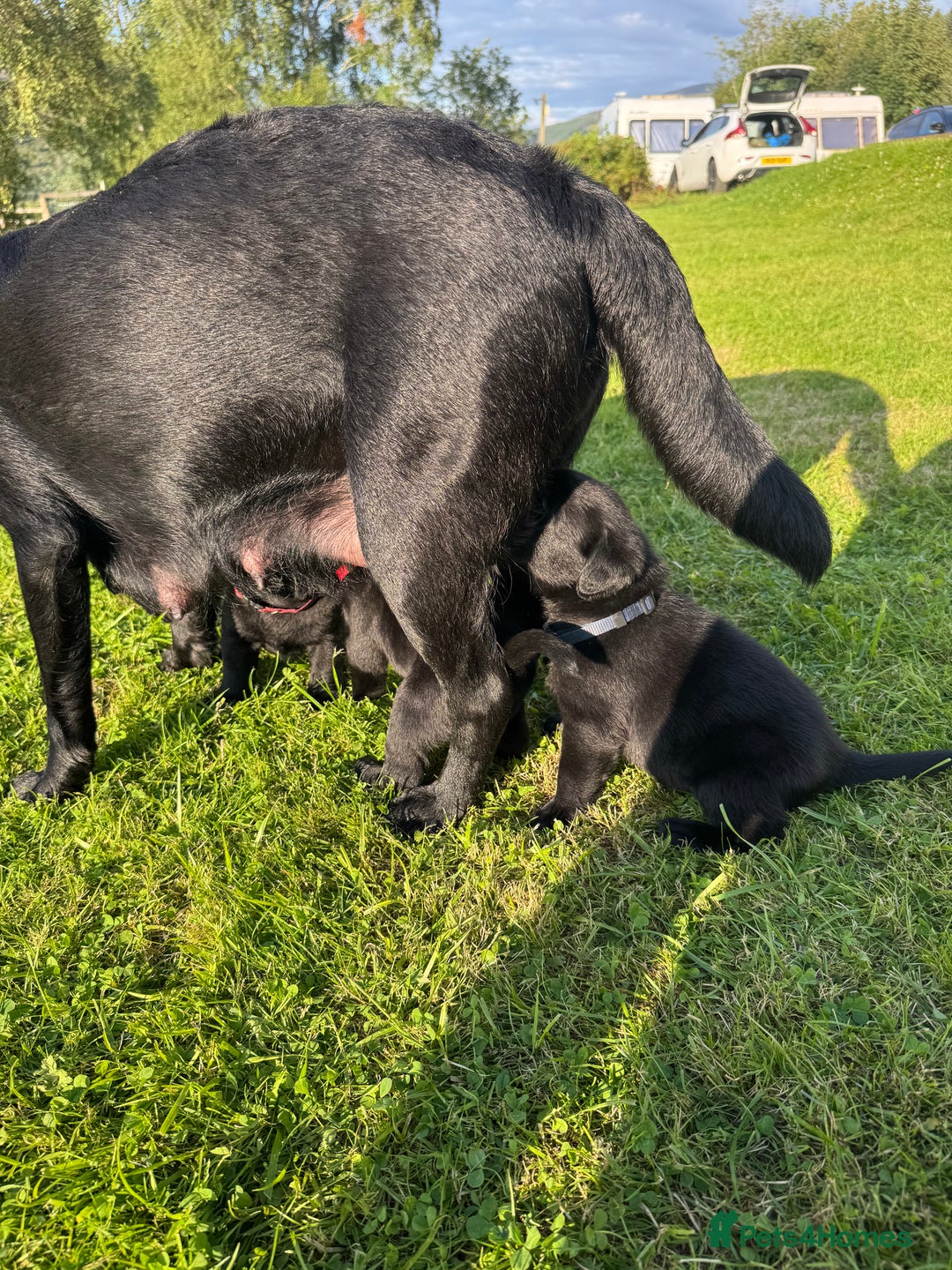 Labrador Retriever dogs for sale: KC Reg Pups, Excellent Pedigree, Ready This Week - Image 7