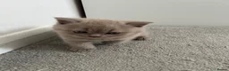 British Shorthair cats for sale: Beautiful British Shorthairs in Stowmarket - Advert 4