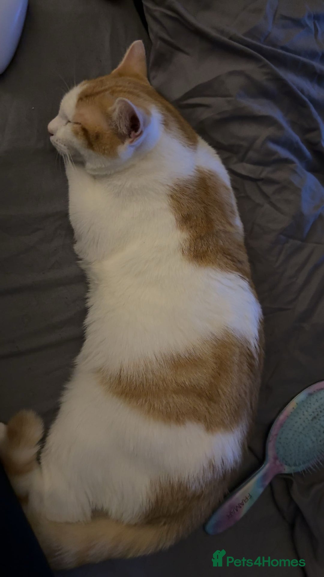 Mixed Breed cats for sale: kitten 6 months old - Image 3