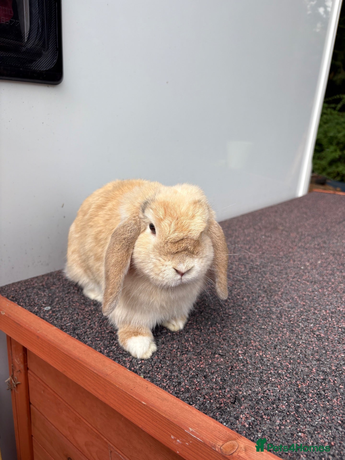 Mini Lop rabbits Adult Female Mini Lop - £80 - Four Marks, Alton - Advert 1