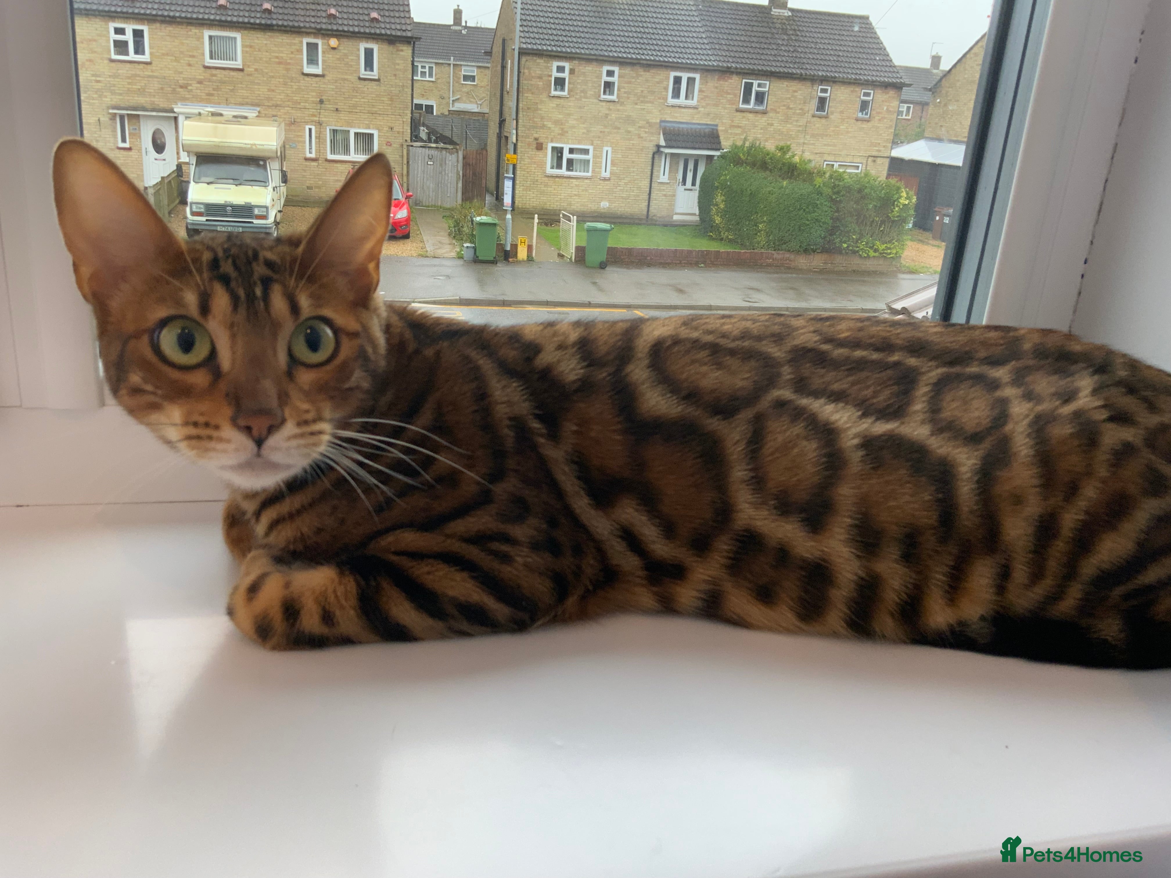 Bengal cats Beautiful Female Cat🥰🥰🥰🥰🥰 - Advert 1