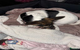 Jack Russell dogs for sale: Female JRT with 3 week old puppy - Image 4