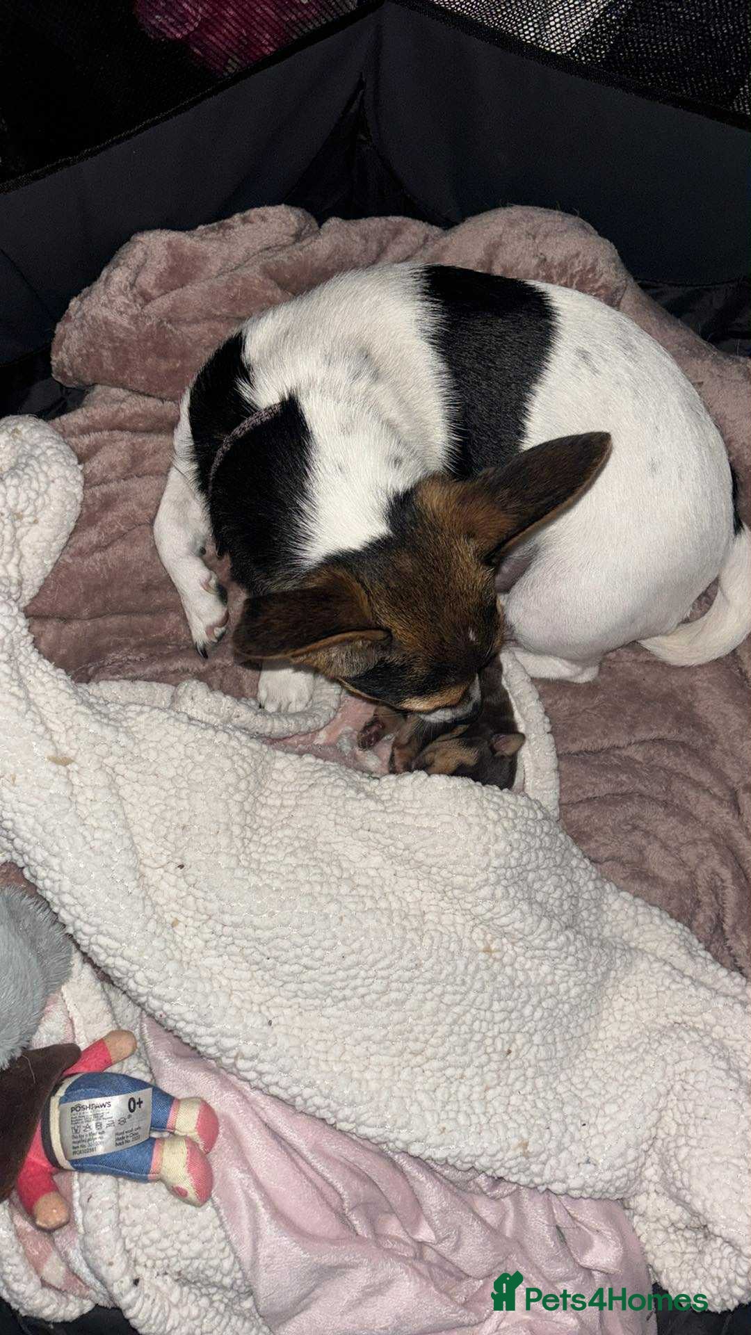 Jack Russell dogs for sale: Female JRT with 3 week old puppy - Image 4