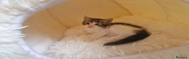 Ragdoll 1