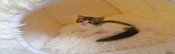 Ragdoll cats for sale: Beautiful kittens looking for new home  - Advert 11