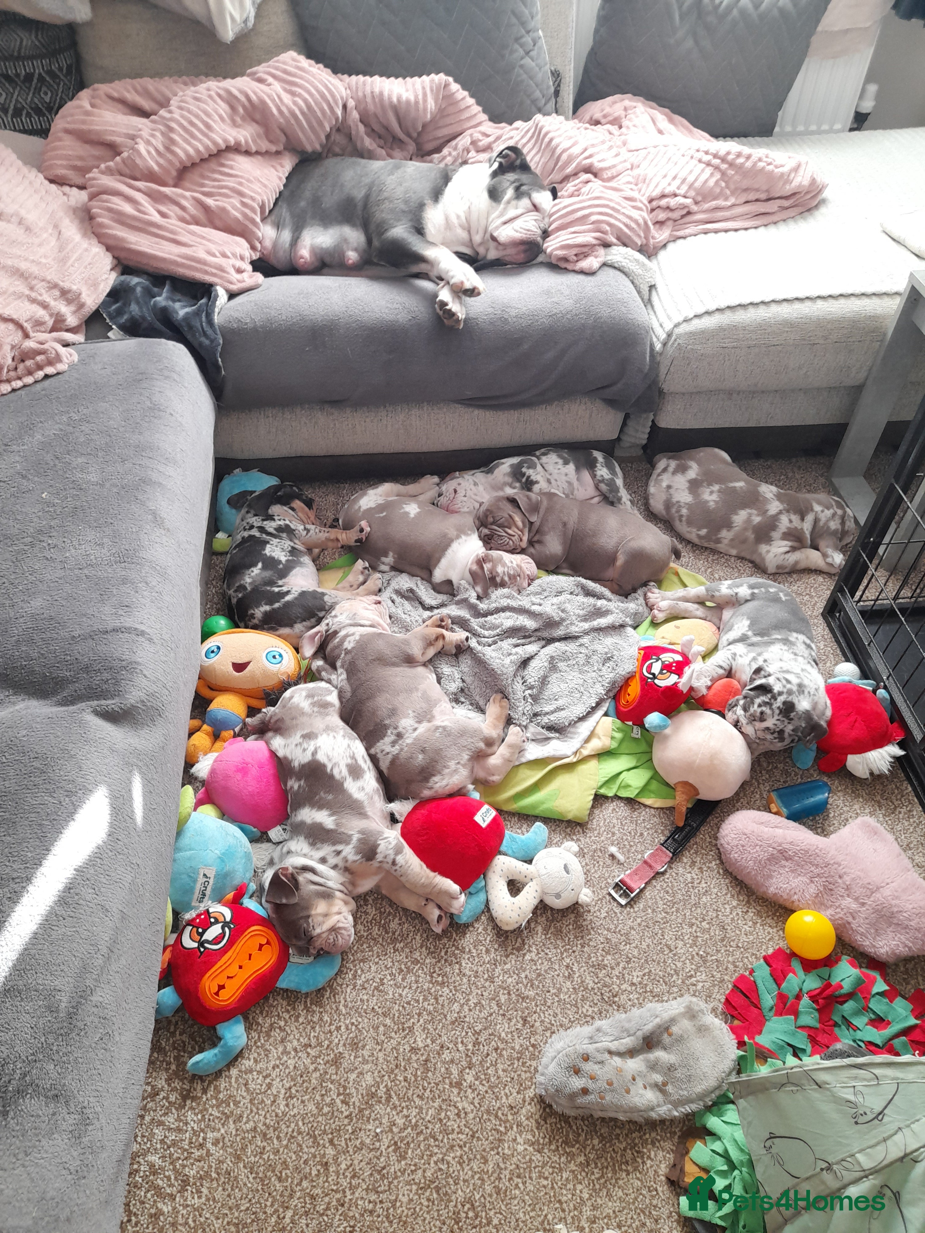 Mixed Breed dogs F1 olde English bulldog - Advert 2