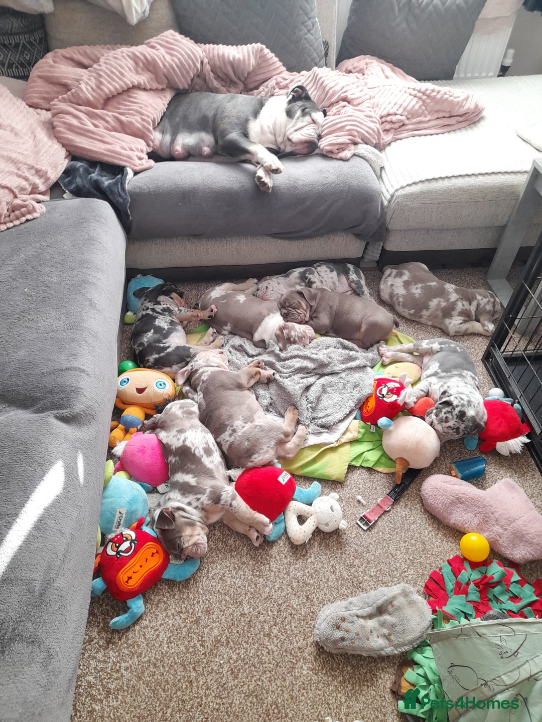 Mixed Breed dogs for sale: F1 olde English bulldog - Advert 1