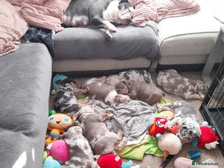 Mixed Breed dogs F1 olde English bulldog - Advert 7