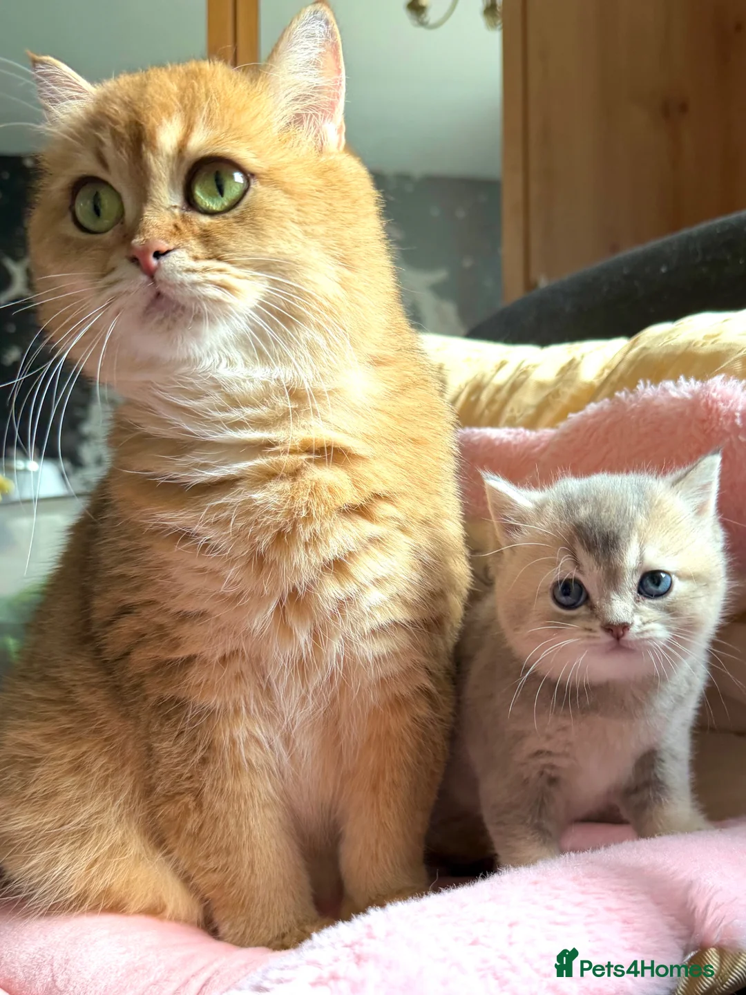 British Shorthair cats for sale: Golden Blue 🦋BSH Boy  - Advert 1