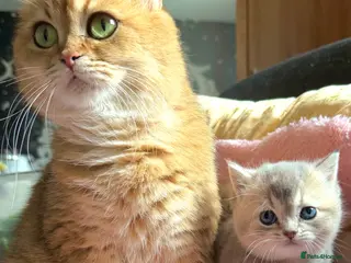 British Shorthair cats Golden Blue 🦋BSH Boy - Advert 7