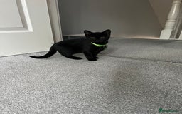 British Shorthair cats for sale: Charming Scottish Fold x British Shorthair Kitte - Image 5