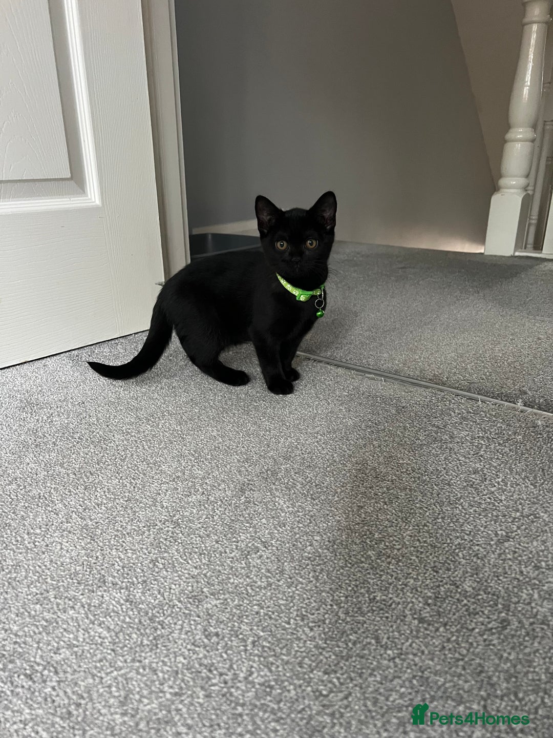 British Shorthair cats for sale: Charming Scottish Fold x British Shorthair Kitte - Image 5