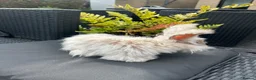 Angora rabbits for sale: Pure bred Angora bunnies £100 - Advert 4
