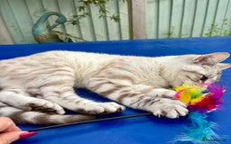 Keetso cats for sale: Gorgeous keetso female  - Image 10