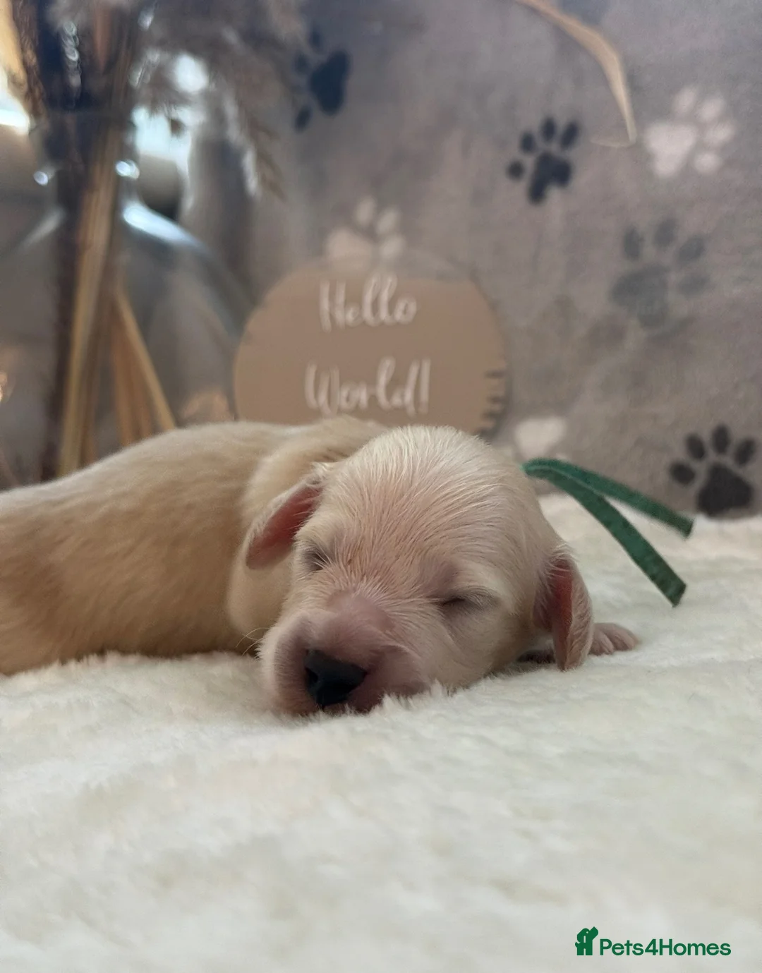 Miniature Dachshund dogs for sale: KC Clear Cream Miniature Dachshund Puppies in Bishop's Stortford - Advert 2