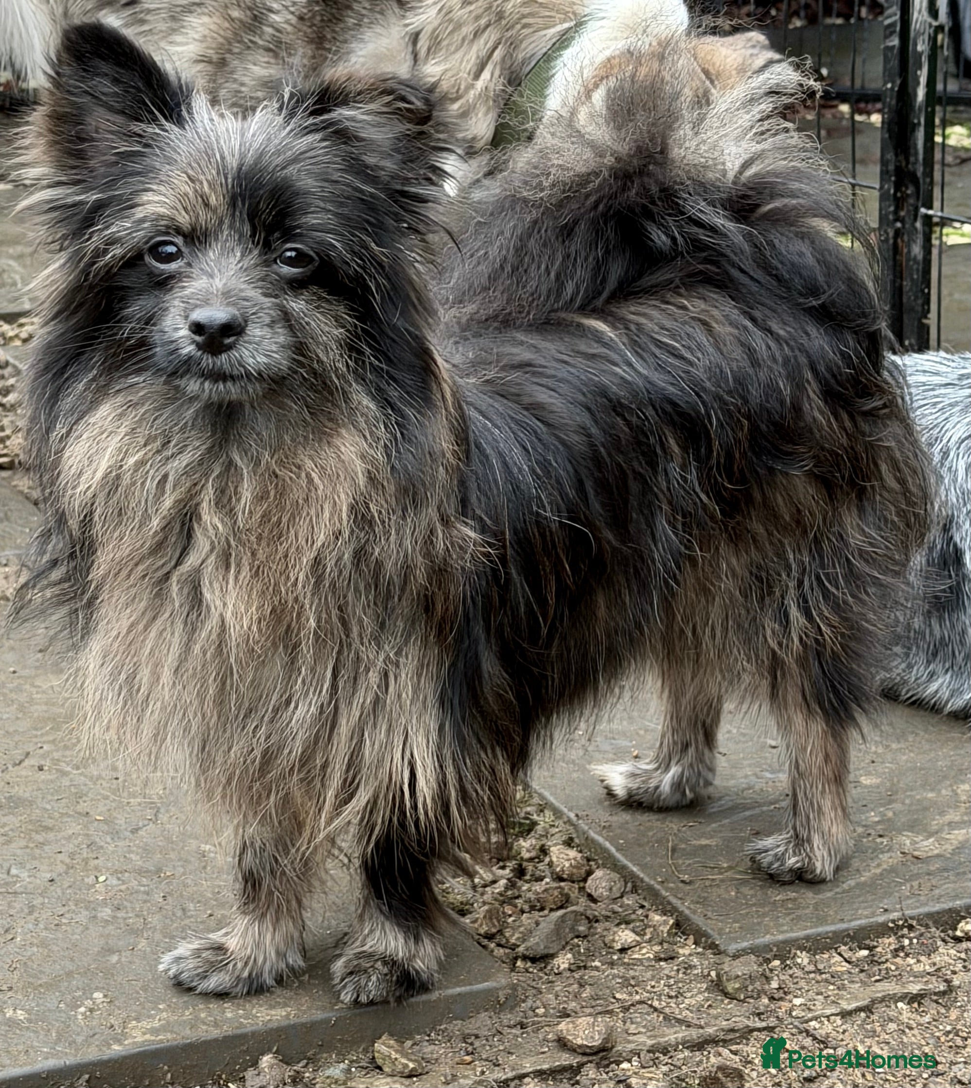 Pomeranian dogs HENRY – Pomeranian × Yorkshire Terrier (Male) - Advert 1