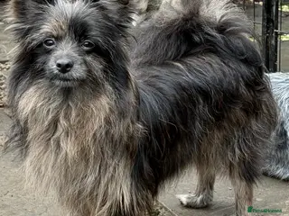 Pomeranian dogs HENRY – Pomeranian × Yorkshire Terrier (Male) - Advert 1