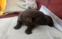 Labrador Retriever dogs for sale: KC Reg Chocolate Labrador puppies - Image 7