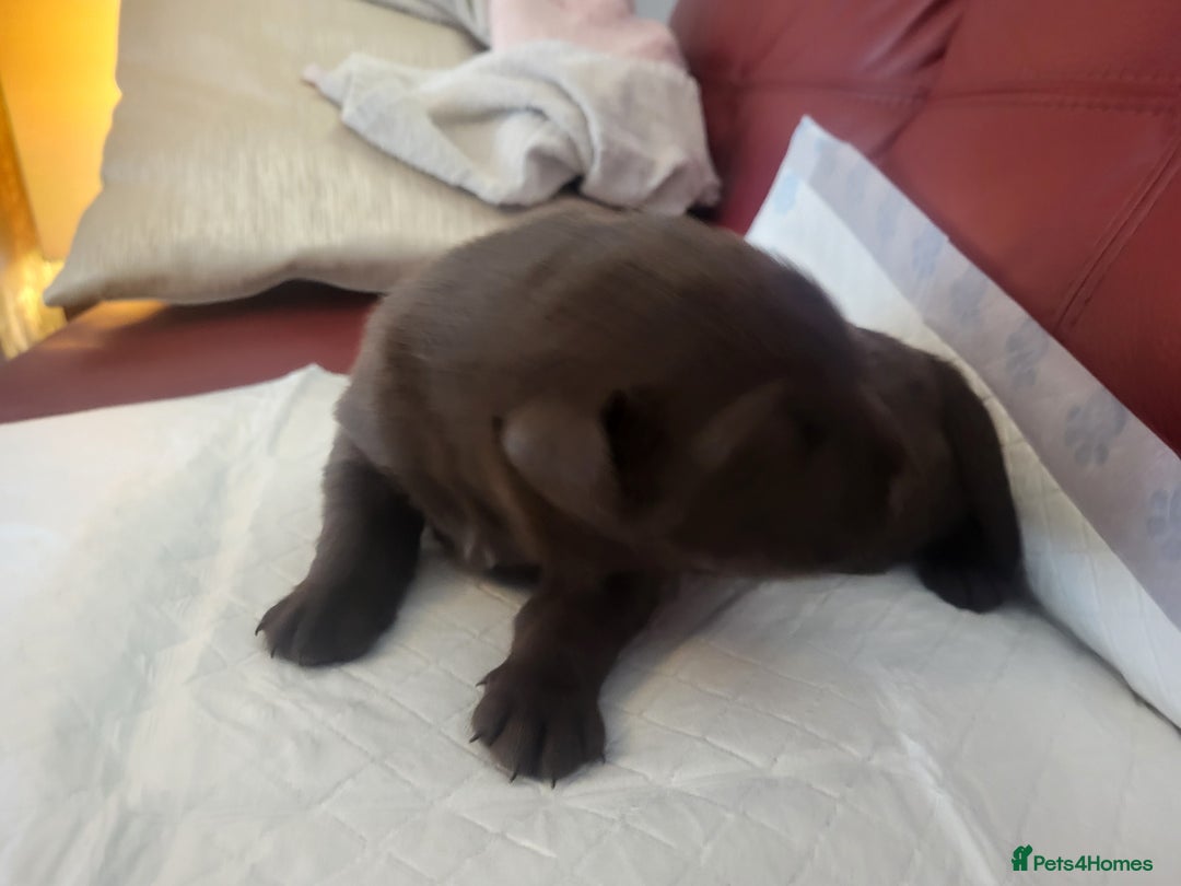 Labrador Retriever dogs for sale: KC Reg Chocolate Labrador puppies - Image 7