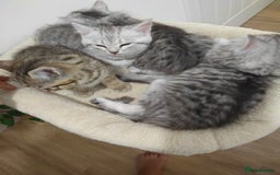 Mixed Breed cats for sale: Adorable boys kittens 3 x Silver Tabby 1x Tabby - Image 6
