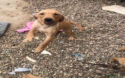 Labrador Retriever dogs for sale: beautiful Labrador girls for sale - Image 3