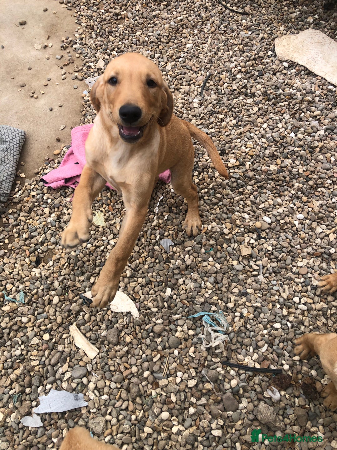 Labrador Retriever dogs for sale: beautiful Labrador girls for sale - Image 3