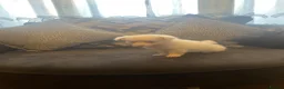 Pomchi dogs for sale: Beautiful Pomeranian cross  Chihuahua female puppy - Advert 7