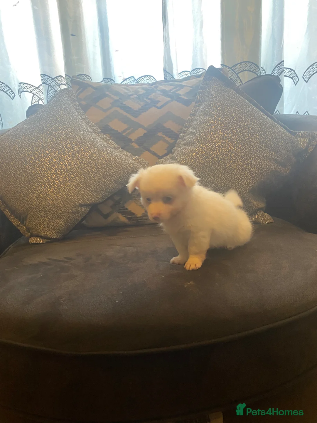 Pomchi dogs for sale: Beautiful Pomeranian cross  Chihuahua female puppy - Advert 7