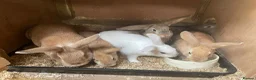 Mixed Breed rabbits for sale: Mini Rex crosses  - Advert 4