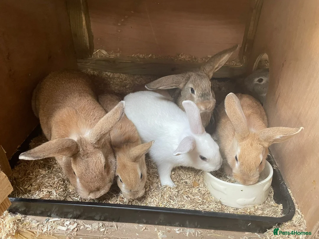 Mixed Breed rabbits for sale: Mini Rex crosses  - Advert 4
