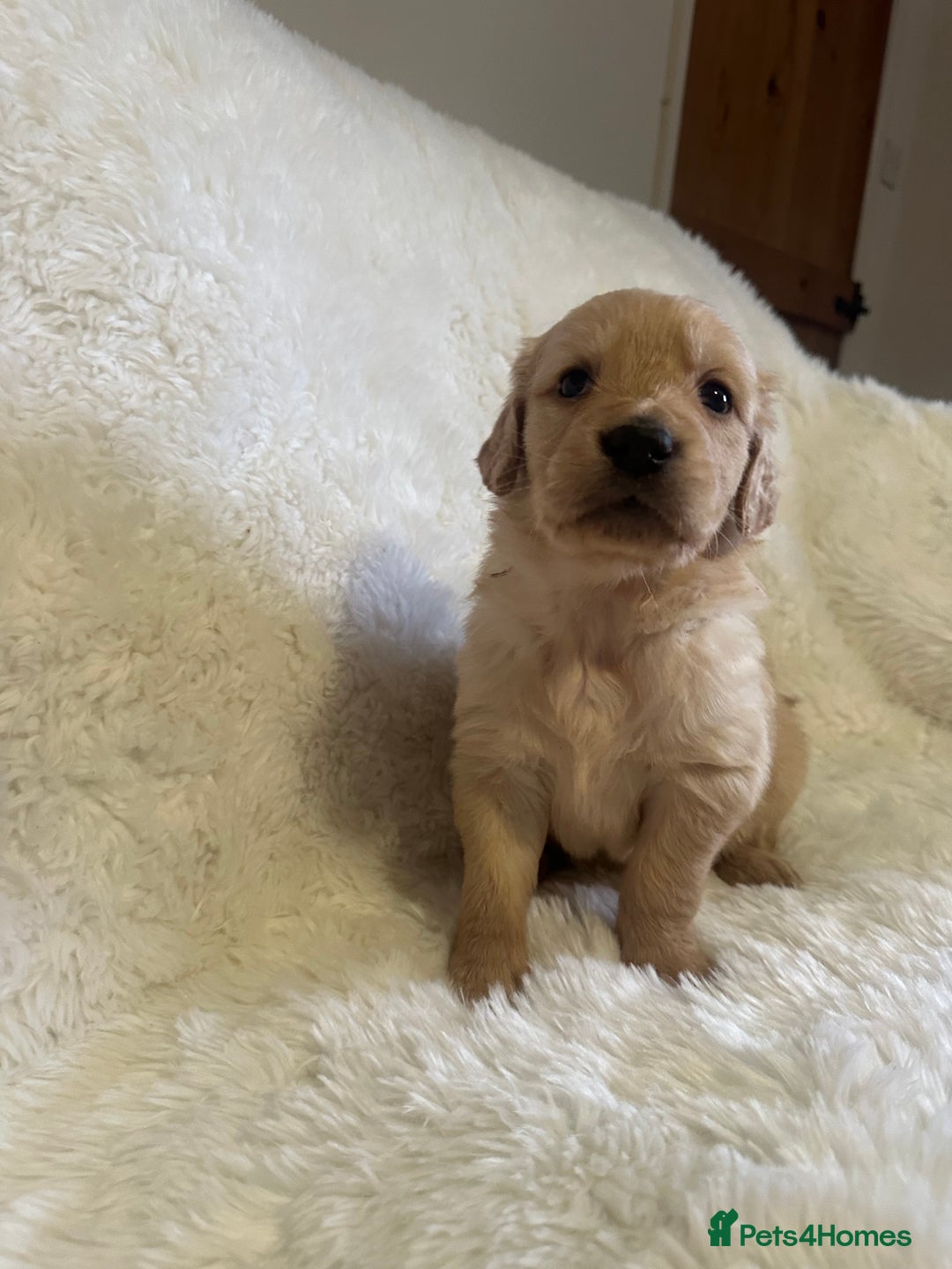 Golden Retriever dogs for sale: Sold sold sold sold sold  - Advert 1