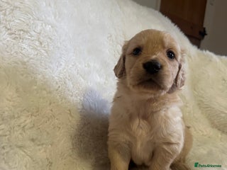 Golden Retriever dogs Golden retriever puppies KC reg 1x males 🐶 - Advert 3