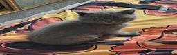 British Shorthair cats for sale: British short hair - Advert 11