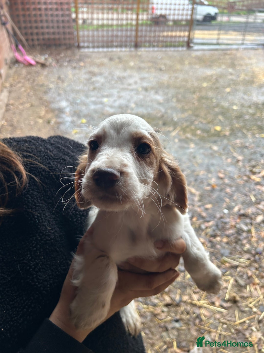 Cocker Spaniel dogs for sale: Beautiful cocker spaniel puppies❤️ - Image 13
