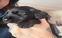 Cockerdor dogs for sale: Beautiful Cockerador Puppies  - Image 3