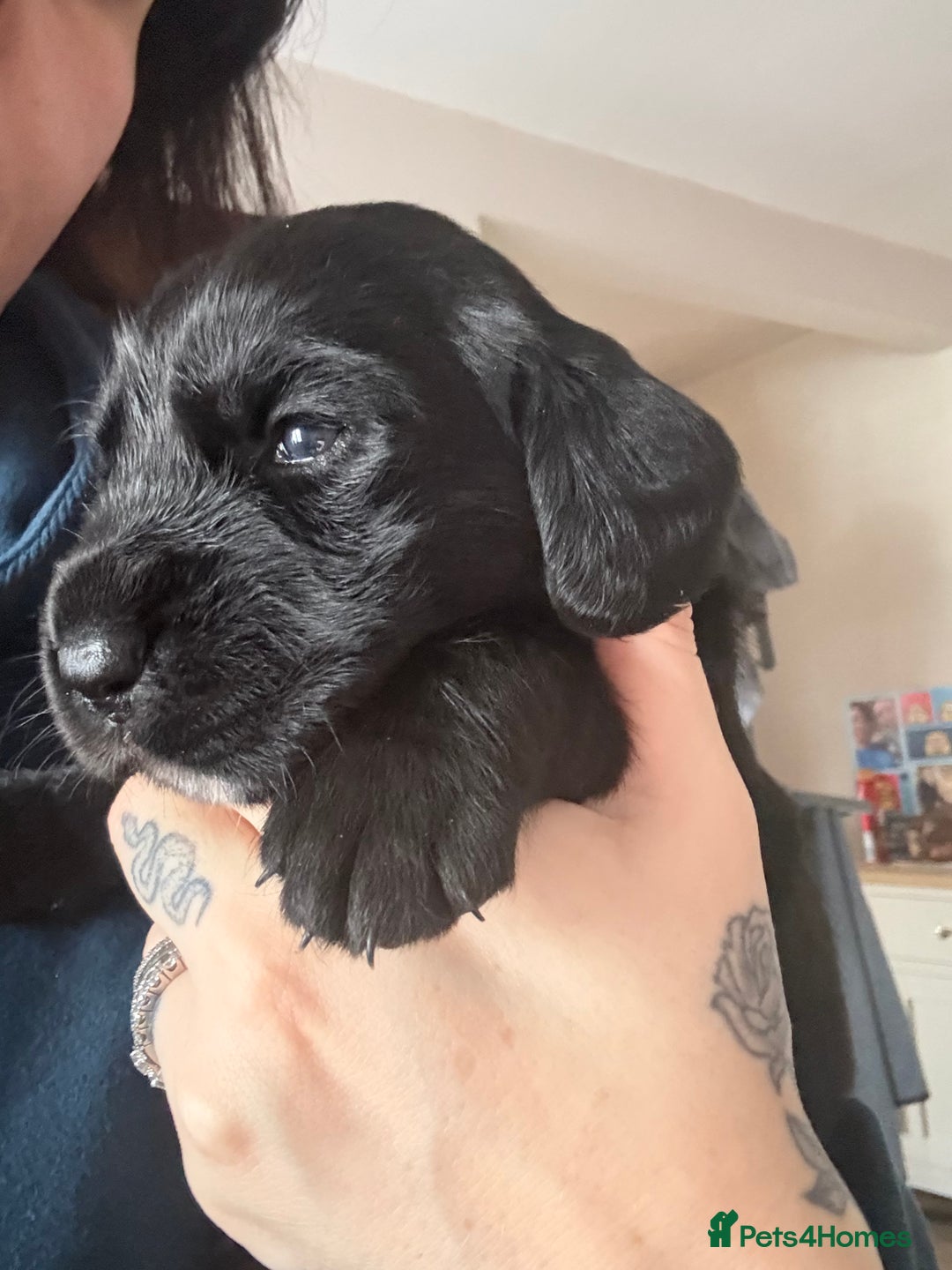 Cockerdor dogs for sale: Beautiful Cockerador Puppies  - Image 3