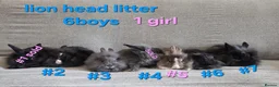 Lionhead rabbits for sale: Lion head babies very fluffy & tame ☆READY NOW - Advert 13