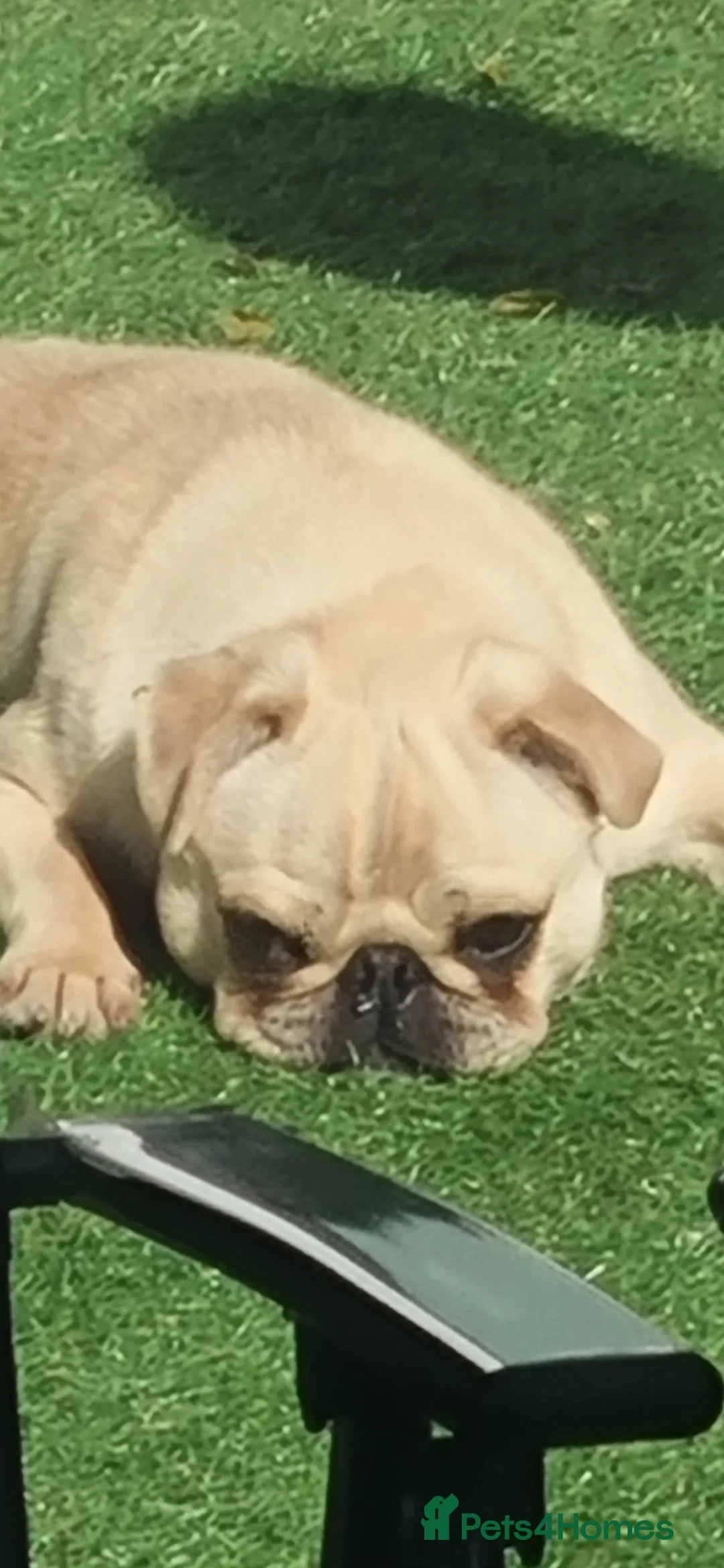 Pug dogs for sale: 4 male puglets for sale - Advert 1