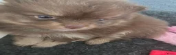Pomeranian dogs for sale: Stunning rare coloured Pomeranian puppies  - Advert 5