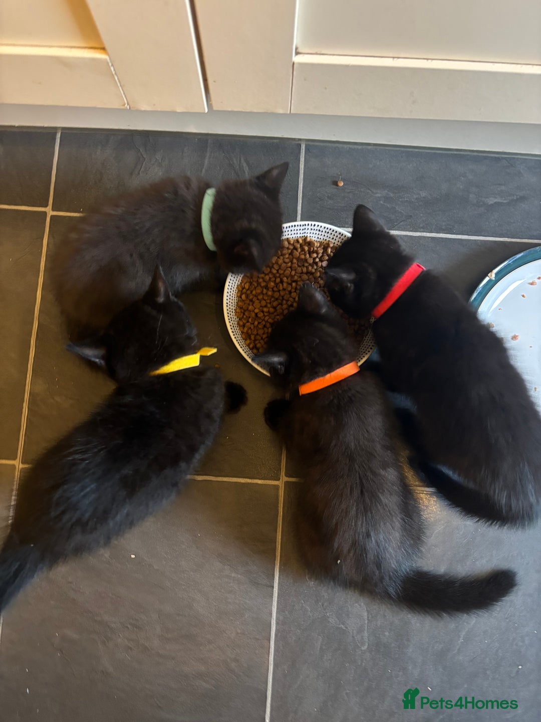 British Shorthair cats for sale: ⭐️Ready 8th Dec⭐️1 left.British Shorthair X Cross - Advert 15