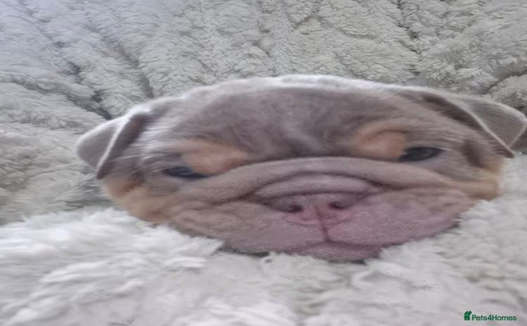 English Bulldog dogs - Advert 7