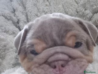 English Bulldog dogs - Advert 3