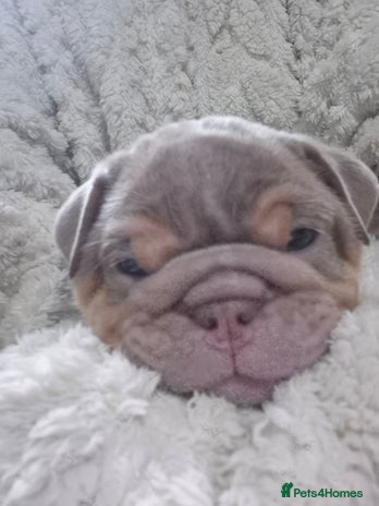 English Bulldog dogs - Advert 7