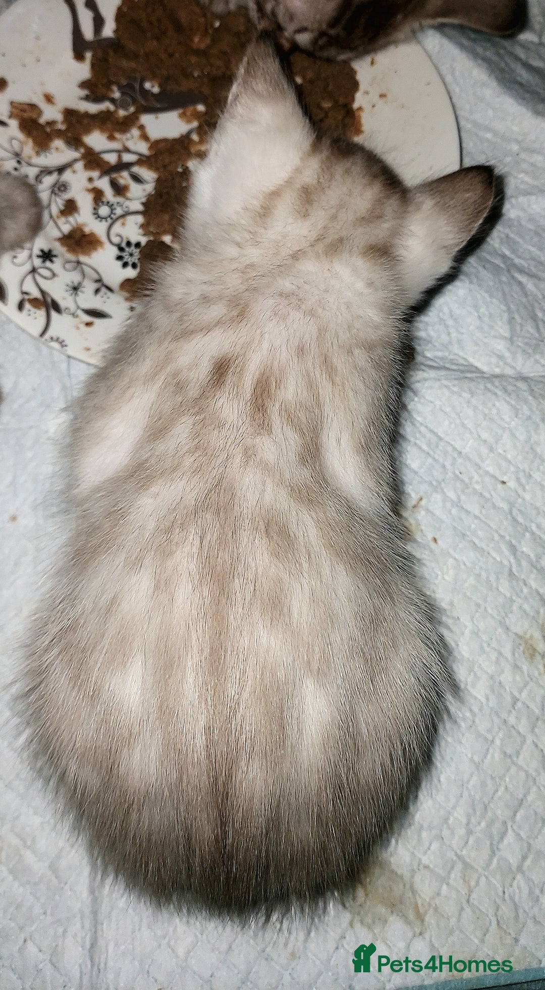 Bengal cats for sale: Snow Lynx Bengal Kittens - Advert 3