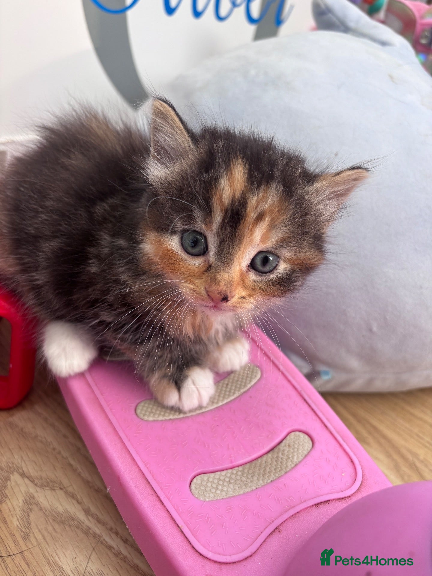 Mixed Breed cats Beautiful fluffy kittens - Advert 7