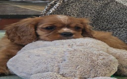Cavalier King Charles Spaniel dogs for sale: ALL RESERVED in Shrewsbury - Image 9
