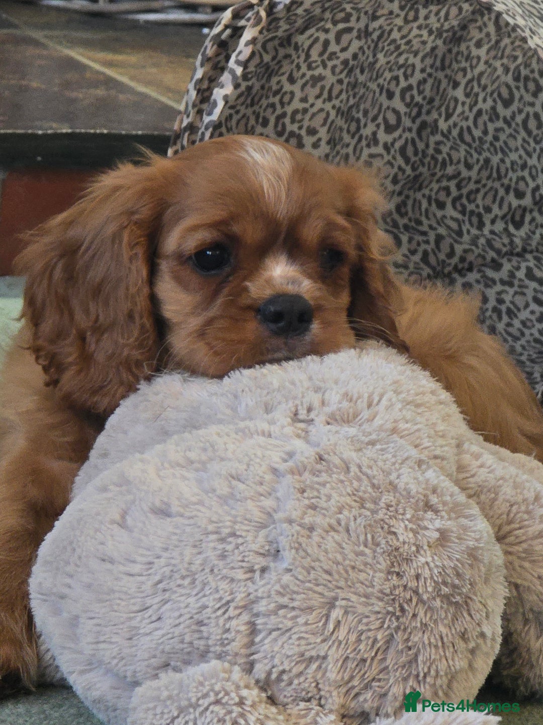 Cavalier King Charles Spaniel dogs for sale: ALL RESERVED in Shrewsbury - Image 9